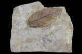 Unidentified Fossil Leaf - Nebraska #119343-1